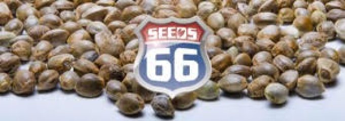 Seeds66