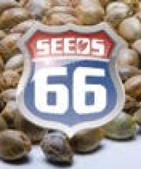 Seeds66